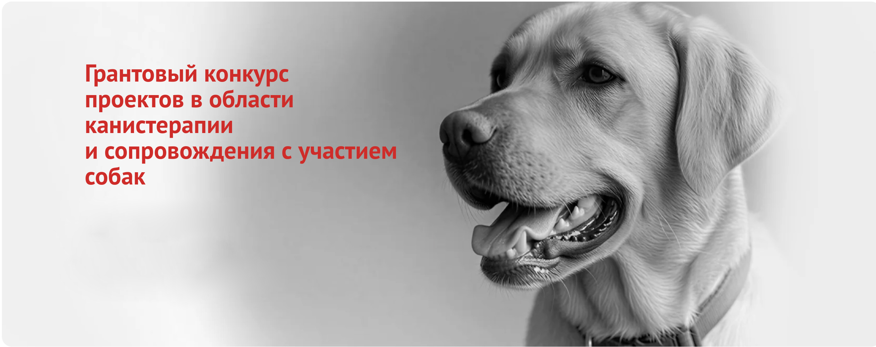 Грантовый конкурс проектов в области канис-терапии и смежных практик с участием собак